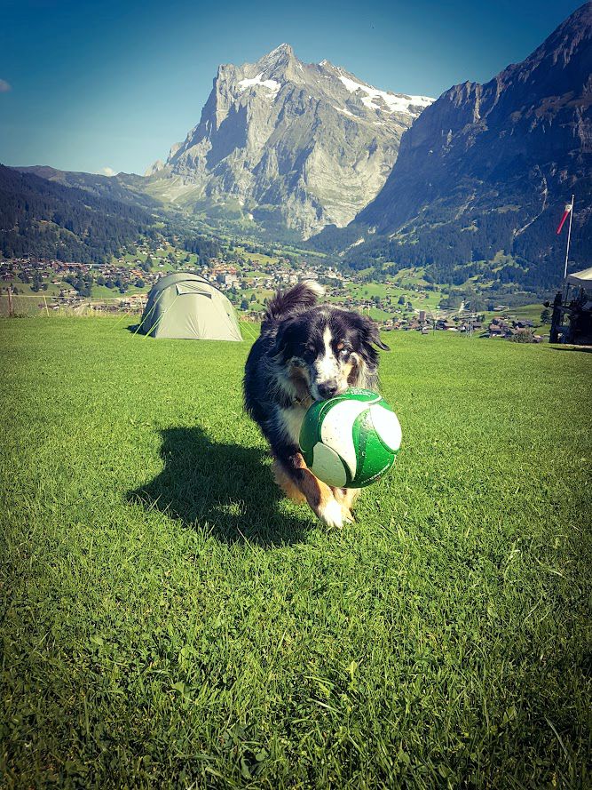 Camp Holdrio Hunde